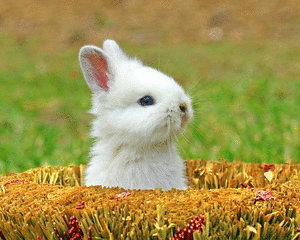 兔子gif