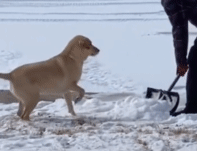狗子玩雪视频转gif图片